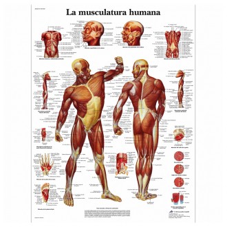 LAMINA de la musculatura...
