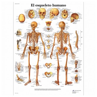 LAMINA Esqueleto Humano (50...