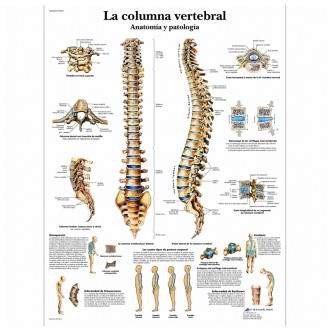 LAMINA Columna Vertebral...